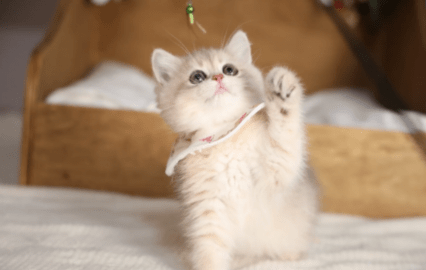 新手养猫要准备什么